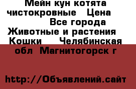 Мейн-кун котята чистокровные › Цена ­ 25 000 - Все города Животные и растения » Кошки   . Челябинская обл.,Магнитогорск г.